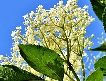 On Tap Oil & Vinegar Elderflower