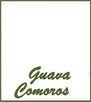 On Tap Guava Comoros Tea