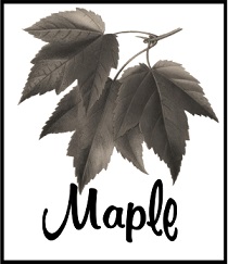 Maple Tea